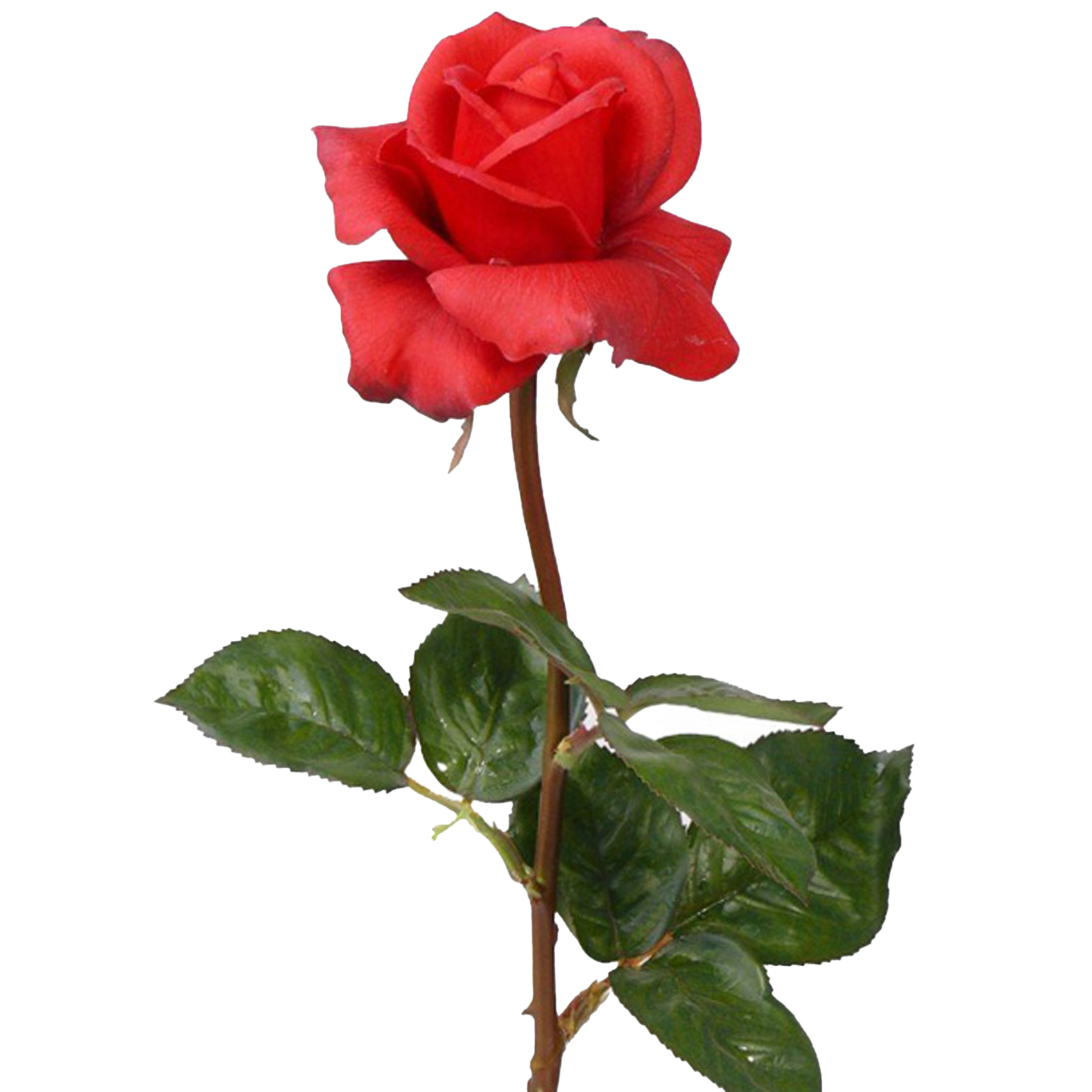 Afbeelding van Kunstbloem roos Caroline - rood - 70 cm - zijde - kunststof steel - decoratie bloemen