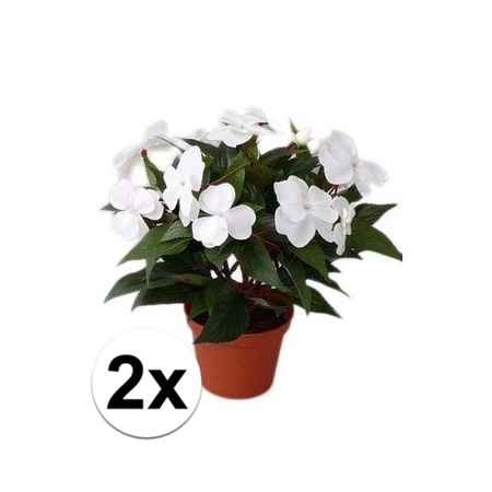 2x stuks Kunstplanten wit Vlijtig Liesje in pot van 25 cm