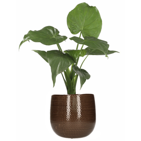 Mica Decorations Plant pot - dark brown - ribbed - 19x21 cm